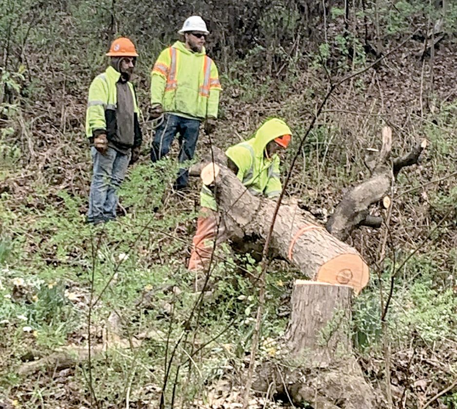 Tree Trimming on Wilson Hill News, Sports, Jobs The Intermountain